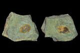 Megistaspis Trilobite With Pos/Neg - Fezouata Formation #138635-2